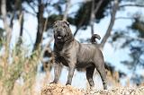 SHAR-PEI 231